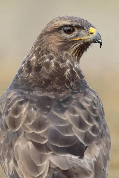 Şahin (Buteo buteo) portresi