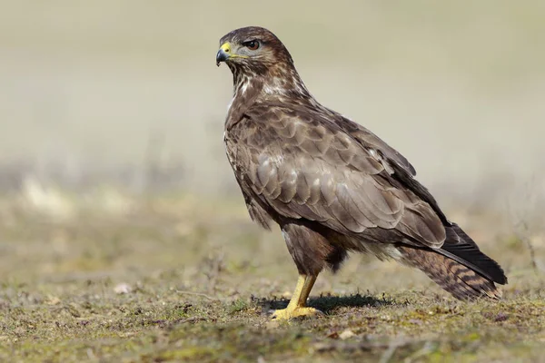  Şahin (Buteo buteo) yere tünedi