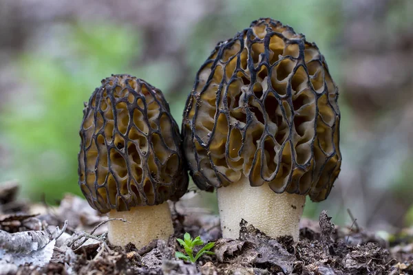 Morchella conica является одним из видов съедобных грибов, который растет в лесу — стоковое фото