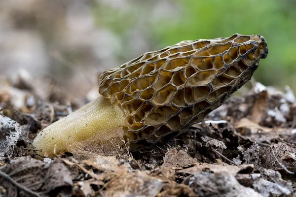 Η morchella conica είναι ένα είδος βρώσιμου μύκητα, η οποία αναπτύσσεται στο δάσος — Φωτογραφία Αρχείου