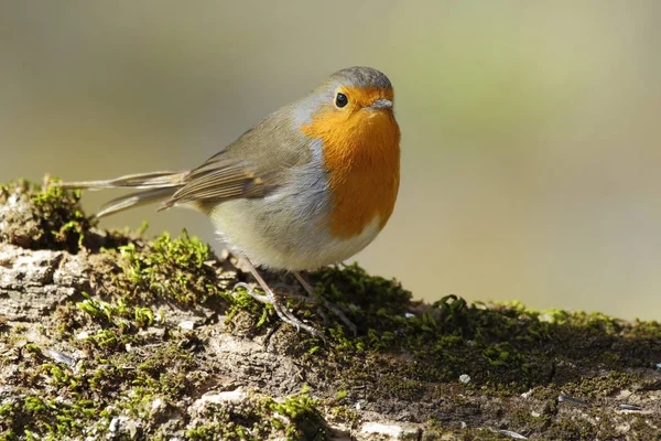 欧洲知更鸟（Erithacus rubecula）栖息在栖木上 — 图库照片