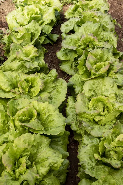 Salat im ökologischen Landbau, Obstgarten, Obstgarten. — Stockfoto