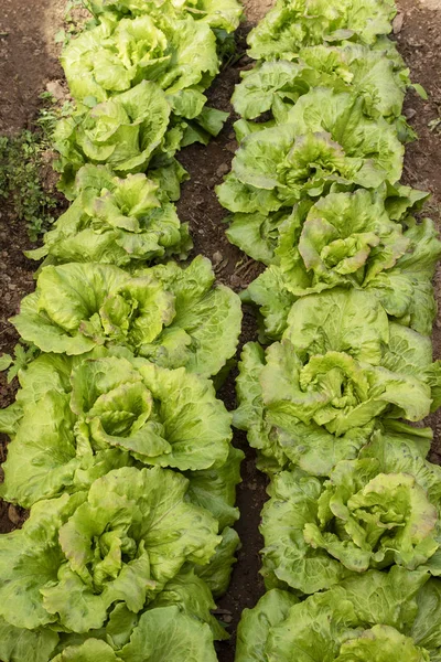 Salat im ökologischen Landbau, Obstgarten, Obstgarten. — Stockfoto
