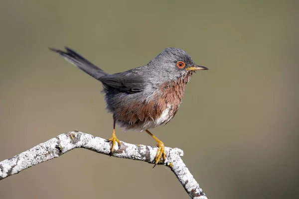 Dartford-Grasmücke (sylvia undata), die auf einem Ast eines Baumes hockt. Spanien — Stockfoto