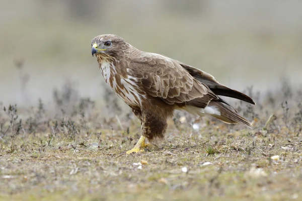  Şahin (Buteo buteo) yere tünedi