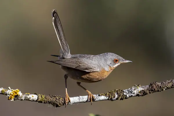 Paruline subalpine mâle. Sylvia cantillans, perchée sur la branche d'un arbre sur un fond uniforme — Photo