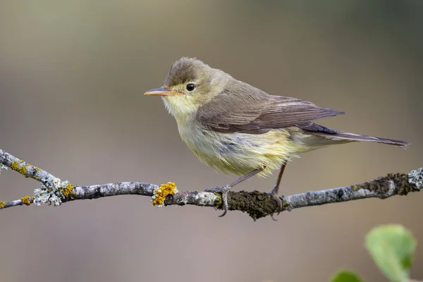 Melodious Warbler (Hippolais polyglotta), perched on a branch on a blurred background — Stock Photo, Image