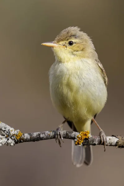 Waldsänger (hippolais polyglotta) vertikales Foto — Stockfoto