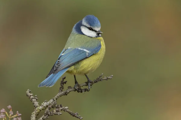 Blue Tit (Parus caeruleus, Cyanistes caeruleus) — Stock fotografie