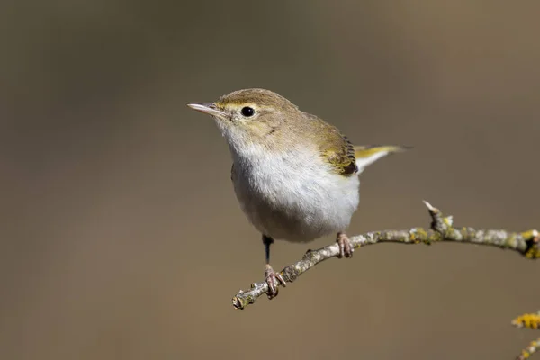 Westliche Bonelli-Grasmücke (Phylloscopus bonelli) hockt auf einem Ast. Spanien — Stockfoto