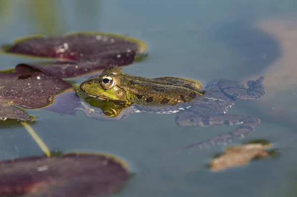 İber yeşil kurbağası (Pelophylax perezi), nenufar yaprakları arasında