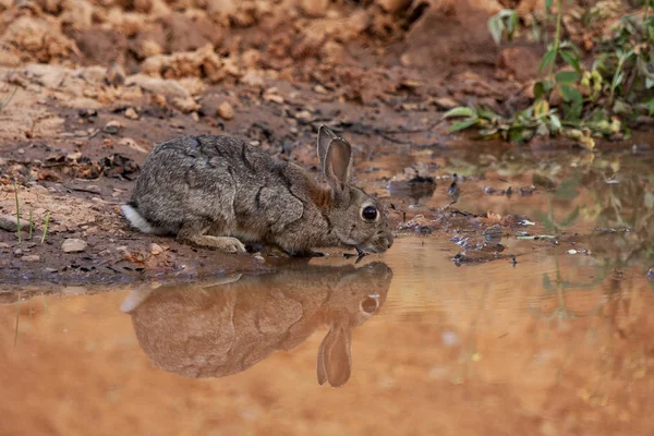 Europäisches Kaninchen oder gemeines Kaninchen, Oryctolagus cuniculus, trinken in einem Teich. Spanien — Stockfoto