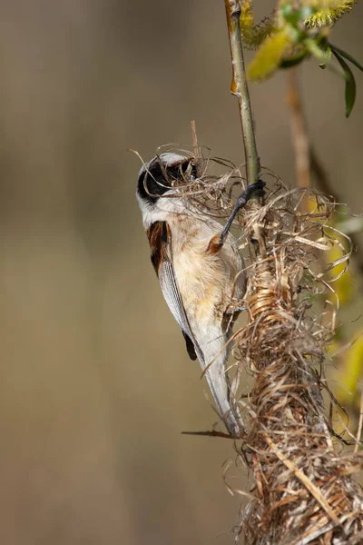 Colgante pendulina durante la construcción del nido suspendido — Foto de Stock