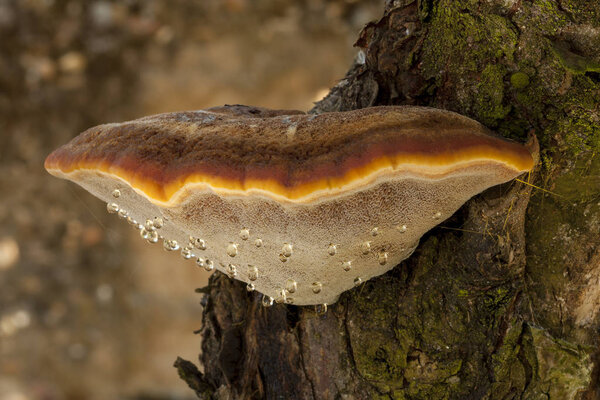 Inonotus hispidus on apple tree trunk