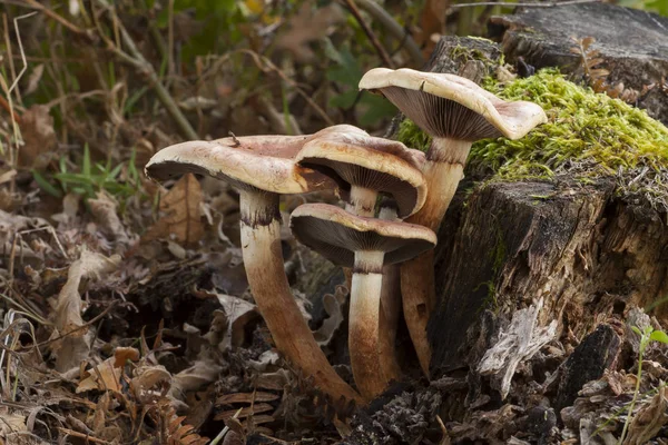 Hypholoma sublateritium growing on a dead log — Stock Photo, Image