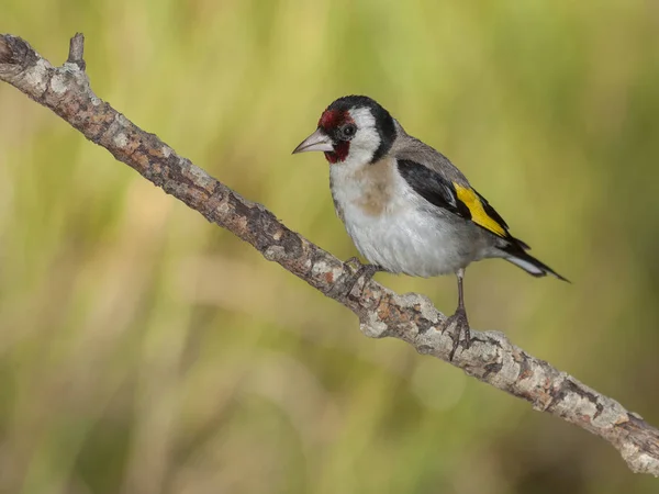 Goldfinch, (Carduelis carduelis), encaramado en su percha — Foto de Stock