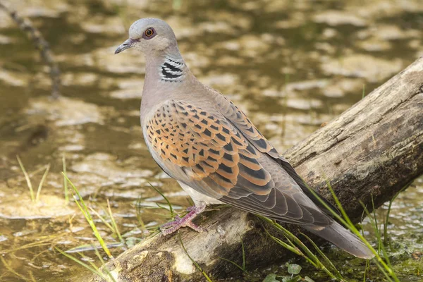 Tortola europea (Streptopelia turtur), che beve in un acquavite — Foto Stock