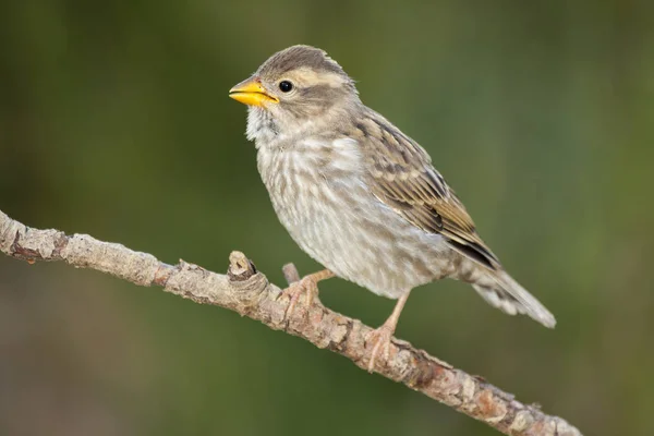 岩石麻雀（Petronia petronia），在树枝上歌唱 — 图库照片