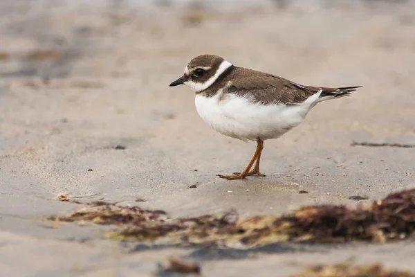 Gran chorlito (Charadrius hiaticula), en la playa — Foto de Stock