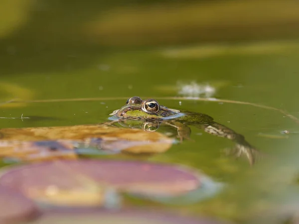池塘里的绿色青蛙 — 图库照片