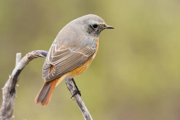 Hausrotschwanz (phoenicurus phoenicurus), auf einem Ast hockend — Stockfoto