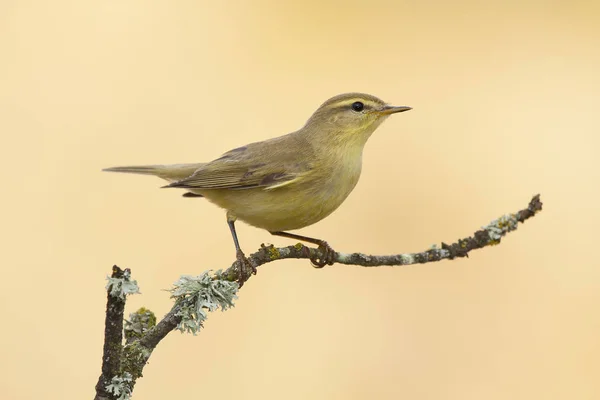 Warbler, (Phylloscopus trochilus), perched on a branch on a yell — Stock Photo, Image