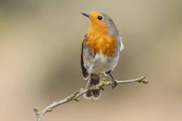 Robin, (Erithacus rubecula) en la rama después del baño — Foto de Stock