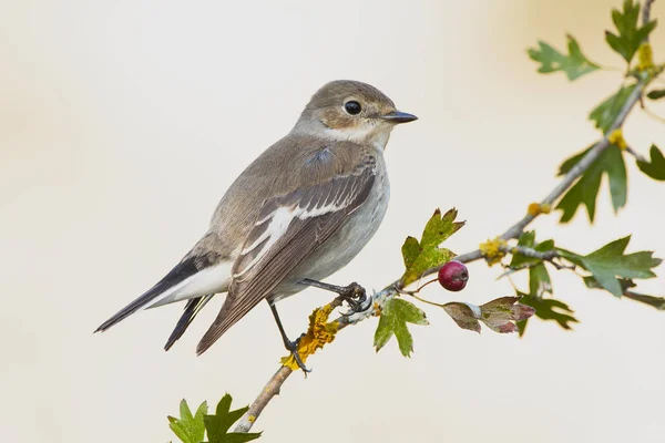 Rattenfänger (ficedula hypoleuca) im Wintergefieder — Stockfoto