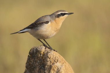 Wheatear (Oenanthe oenanthe), bir taşın üzerine tünemiş.,