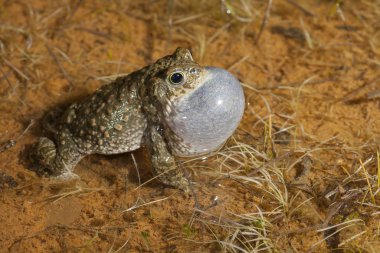 Natterjack toad (Epidalea calamita) clipart