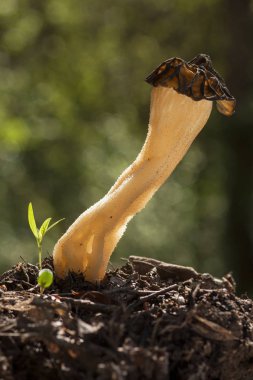 Orman yığınları arasında Mitrophora semilibera