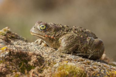 Natterjack toad (Epidalea calamita) clipart
