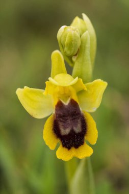 Ophrys lutea İlkbaharda çiçek açıyor