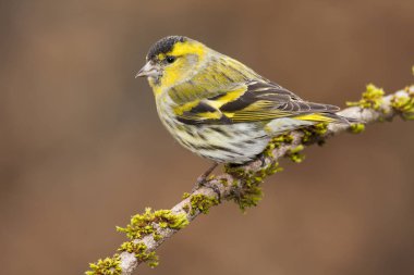 Sonbaharda bir dala tünemiş Carduelis spinus 'u izle