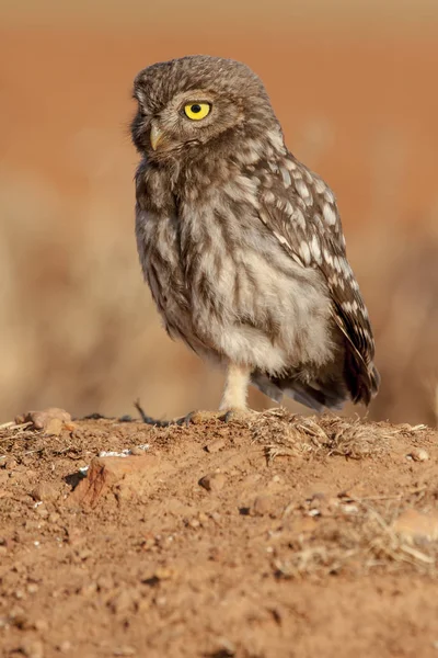 Little Owl ( Athene noctua) sunbathing . Spain — Stock Photo, Image
