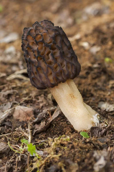 Morchella conica среди лесных листьев — стоковое фото