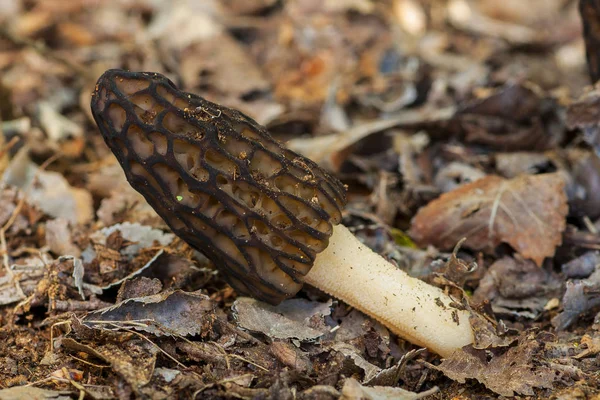 Morchella Conica ormandaki yaprakların arasında.