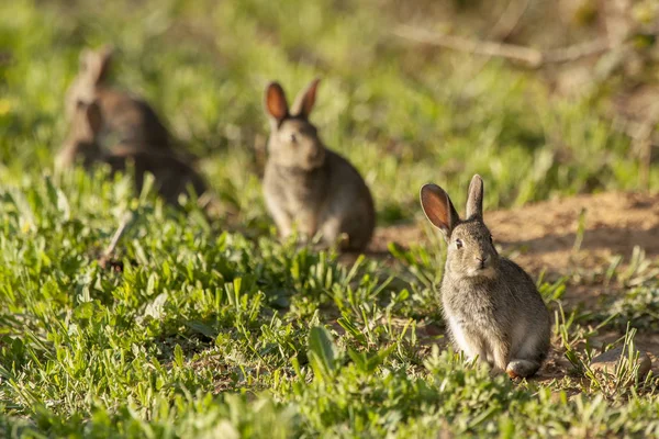 Europäisches Kaninchen oder gemeines Kaninchen (oryctolagus cuniculus) ) — Stockfoto