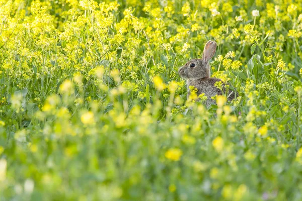 Ευρωπαϊκό κουνέλι ή κοινό κουνέλι (Oryctolagus cuniculus) ) — Φωτογραφία Αρχείου