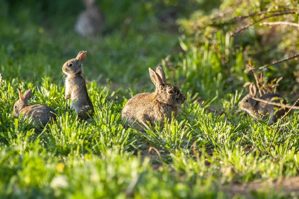 Europäisches Kaninchen, Oryctolagus cuniculus. drei Kaninchen auf Gras. Tiere in natürlichem Lebensraum. — Stockfoto