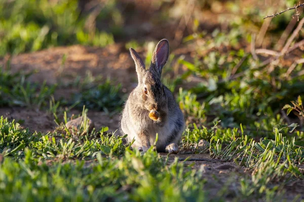 Europäisches Kaninchen, Oryctolagus cuniculus. Tier im natürlichen Lebensraum, Leben auf der Wiese. — Stockfoto
