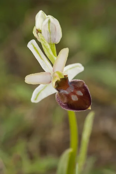 Wild flowers are beautiful. Ophrys sphegodes — Stock Photo, Image