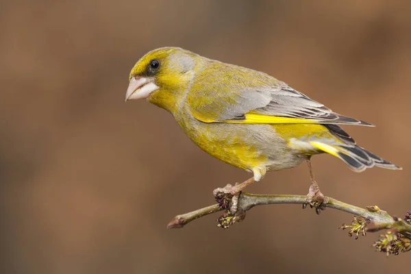 Zielonka europejska (Carduelis chloris) spoczywająca na gałęzi — Zdjęcie stockowe