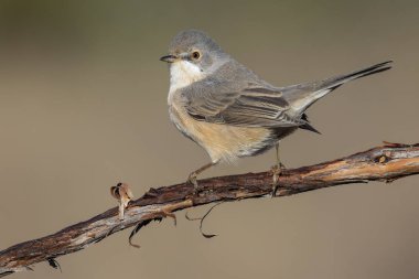 Subalpine warbler 'ın dişisi. Sylvia Cantillan 'lar