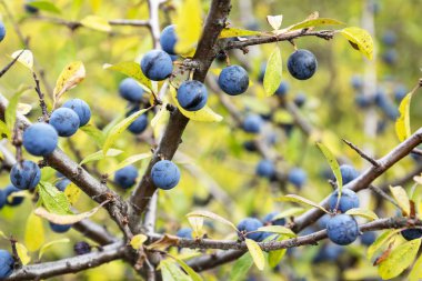 Kasım ayında tarlada olgun asit böğürtlen (Prunus spinosa). Aslan. İspanya