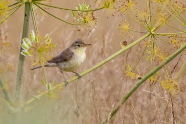 Melodious Warbler (Hippolais polyglotta), Leon, İspanya