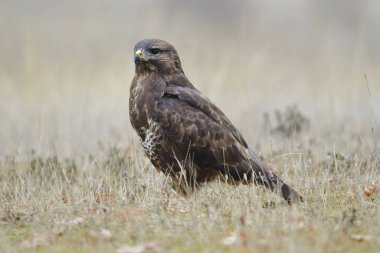 yaygın akbaba (Buteo buteo)