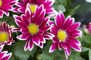 Pembe ve beyaz çiçekli kasımpatı indiumu