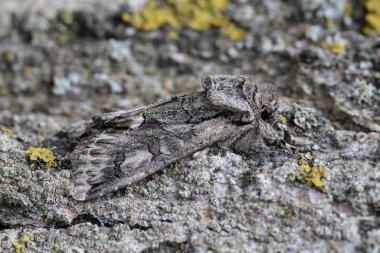 Allophyes alfaroi kabuğuna yakın tünemişti. İspanya