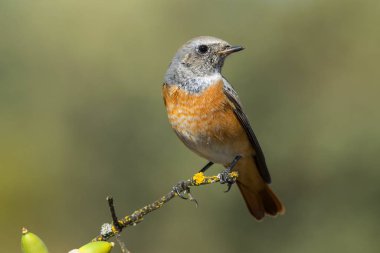  Gerçek Redstart (Phoenicurus phoenicurus), bir dala tünemiştir